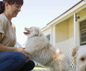 Working in animal care: the purrfect career?
